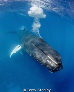 Rowdy male humpbacks blast bubbles underwater, battling f... by Terry Steeley 